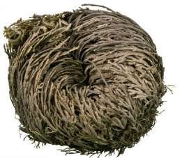 images/productimages/small/rose of jericho nederland.jpg